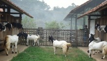 kambing etawa