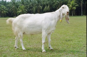 kambing etawa