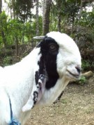 kambing etawa kambing etawa