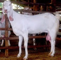 Mengenal lebih apa kambing peranakan etawa?