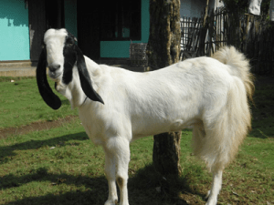 kambing etawa