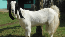 kambing etawa