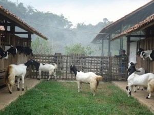 kambing etawa