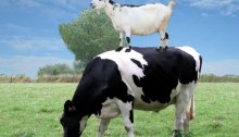 susu kambing vs susu sapi