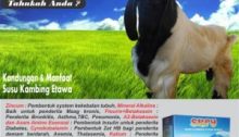 susu kambing etawa