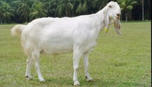 kambing etawa
